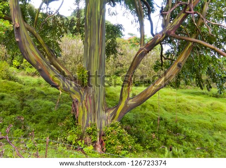 Colorful bark and trunk of Rainbow Tree in tropical forest, Maui, Hawaii