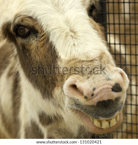 Close up of donkey face with exposed teeth