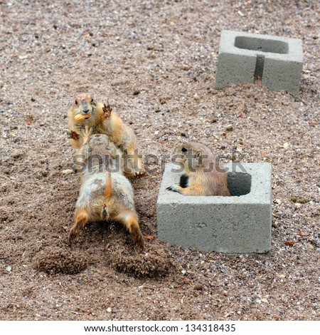 Three Prairie Dogs in a funny fight for tasty peanut