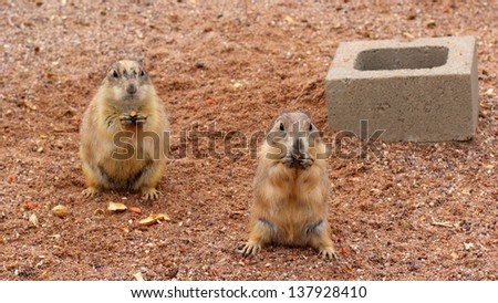Two Prairie Dogs enjoying tasty peanuts