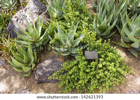 Elephants Food, Portulacaria Afra, small-leaved semi-evergreen succulent plant, about four  meters tall, found in South Africa; Aloe Family is on the photo too; Botanical Garden, Phoenix, AZ, USA