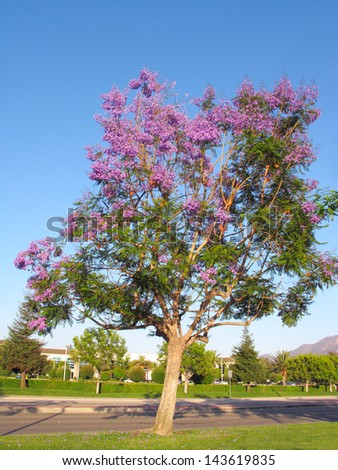 Late Spring magnificently profuse Jacaranda tree flowering, Camarillo, CA