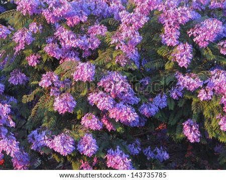 Flowering purple-blue crown of Jacaranda tree in late Spring