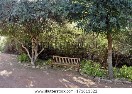 Garden Bench between two  Texas Ebony trees