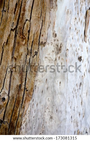Bark of Australian River Red Gum Eucalypt Tree (Eucalyptus camaldulensis)