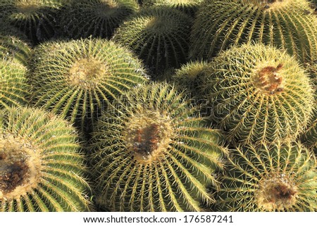 Golden Barrel cactus cluster in Arizona Winter, Nature background