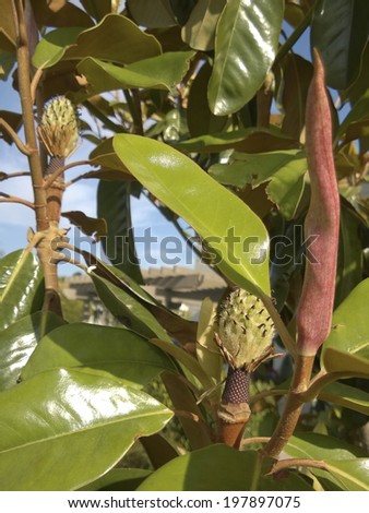 Southern California Magnolia tree with green fruit; close up