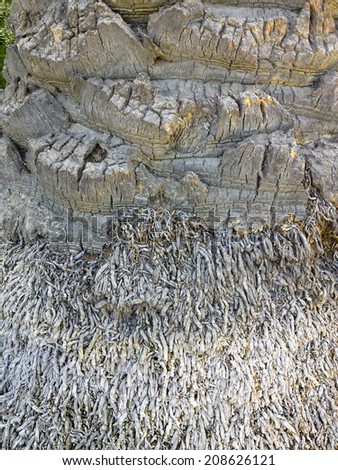 Diamond cut bark of Canary Island palm; close up