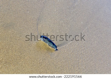 Blue Velella velella pleuston (or Purple Sail) stranded on ocean beach