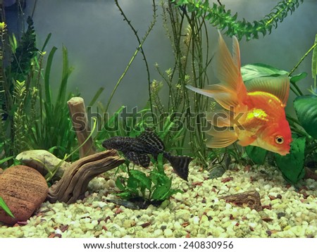 Algae Sucker Fish, Hypostomus Plecostomus, and hardy Gold Fish, Fantail