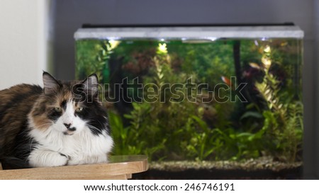 Brown-and-white cat relaxing on chair next to fish tank. Focus on cat with out of focus aquarium in background.