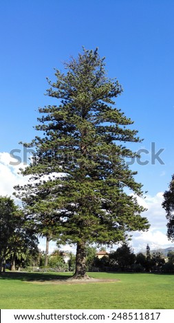 Nrofolk Pine Tree, a large evergreen coniferous tree, Camarillo Ranch in Southern California