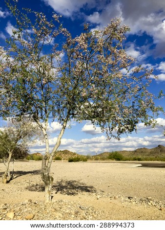 Anacacho orchid tree or Bauhinia purpurea in Arizona desert near Salome