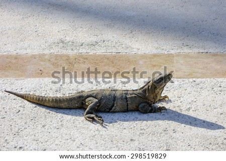 Hunting dragon or Mexican Iguana crossing asphalt road, Yucatan peninsula