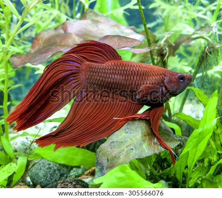 Red Veiltail mail Beta or Siamese Fighting Fish in planted tank