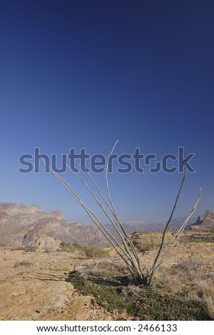 Ocotillo Cactus above Apache Trail; Arizona in Winter.