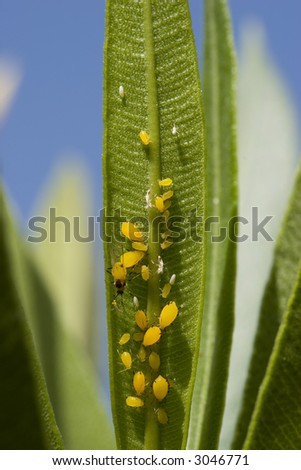 Hardy Red Oleander Leaf with Tiny Yellow Bugs