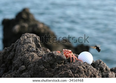 Hawaiian Red Crab and Black Bee with Golf Ball on Lava Ocean Shore of Kona Island; Shallow DOF