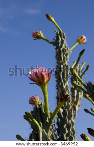 Arizona Organ Pipe Catus Flower (Stenocereus thurberi species); on Blue Sky background