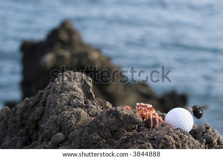 Golf Ball on Lava Ocean Shore of Kona Island; Shallow DOF