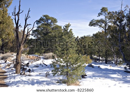 Evergreen Tree Forest in Winter Snow under Blue Sky