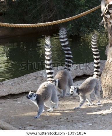 Ringtail Lemurs with Raised tails As Rule of Third