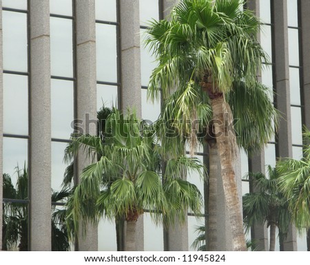 Tall Palm trees against administrative building background