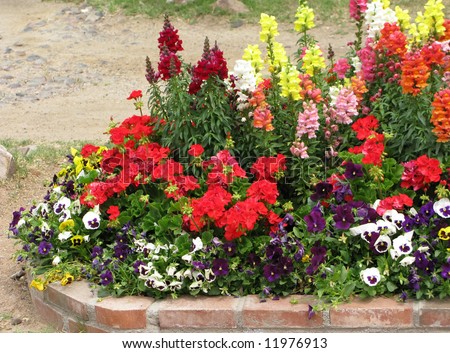 Well-groomed flower bed full of flowers with bright color