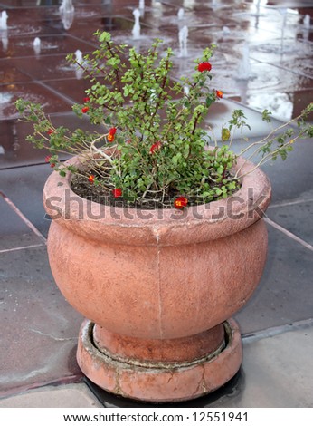 Garden flowerpot with flowers near fountain; close up