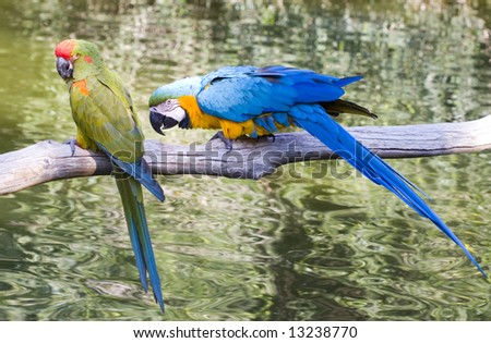 Hyacinth Macaws Couple