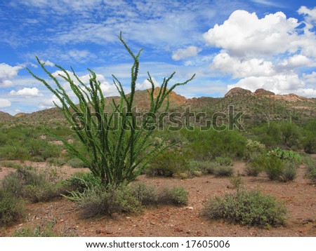 Arizona Ocotillo Cactus Native of American Southwest and Mexico