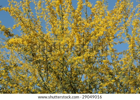 Yellow Palo Verde