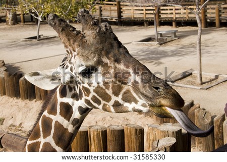 Giraffe showing it\'s Tongue