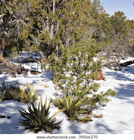Evergreen Tree Forest and Desert Agave Cacti in Winter Snow