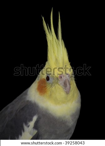 Female Gray Cockatiel