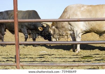 Tribal bulls fight on farm; close up view