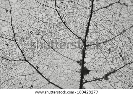 Extreme close-up of a leaf\'s skeleton