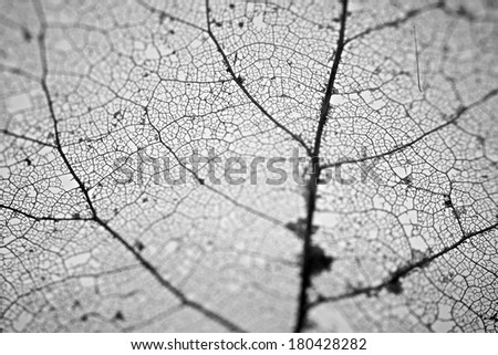 Extreme close-up of a leaf's skeleton