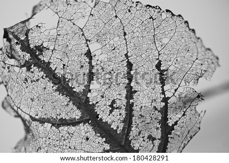 Extreme close-up of a leaf\'s skeleton