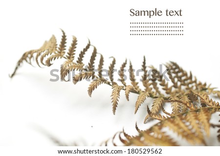 fern fronds against white background