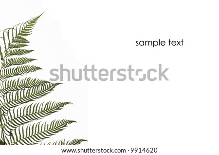frond of large tree fern isolated on white background