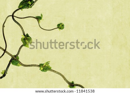 lovely background image with interesting texture, close-up of a tree branch and plenty of space for text