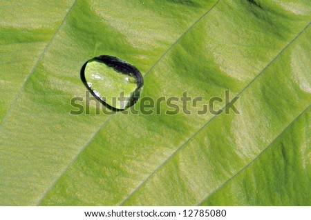 single water drop on a green leaf