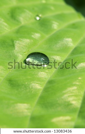 single water drop on a green leaf