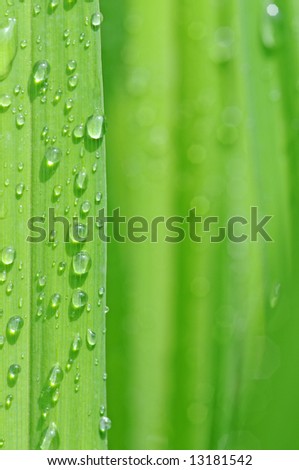 lovely abstract image featuring green leaves with small water drops (shallow depth of field)