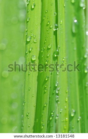 lovely abstract image featuring green leaves with small water drops (shallow depth of field)