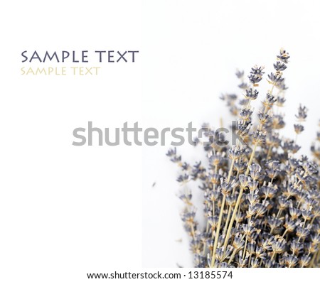dried lavender against white background