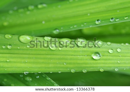 lovely abstract image featuring green leaves with small water drops (deliberate use of shallow depth of field)