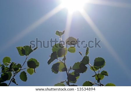 Sun beams and green leaves against blue sky