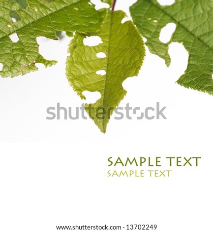 young green leaves with holes against white background and plenty of space for text